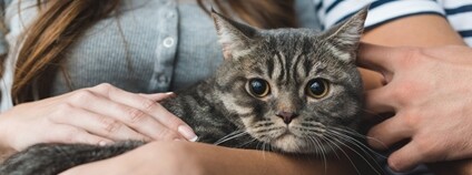 Kočka Foto: James Sutton Unsplash